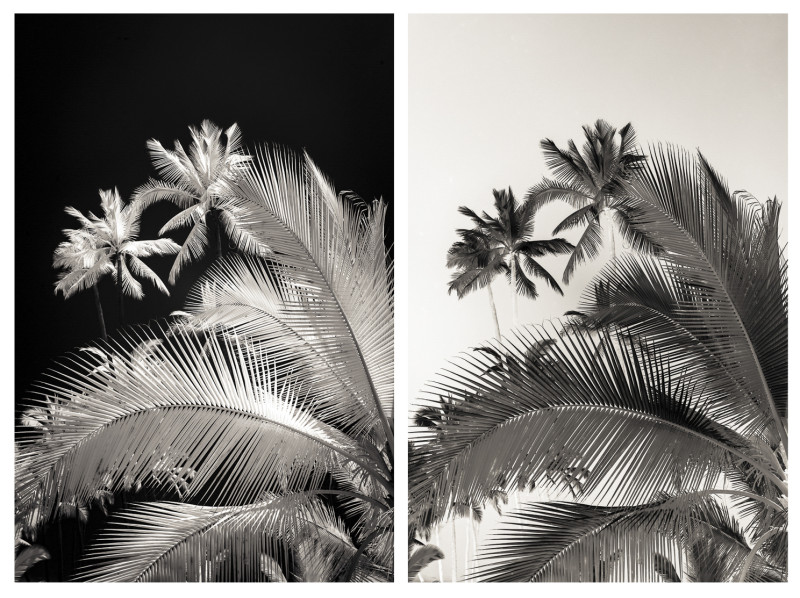 Palms/The Keys/Florida 1de2